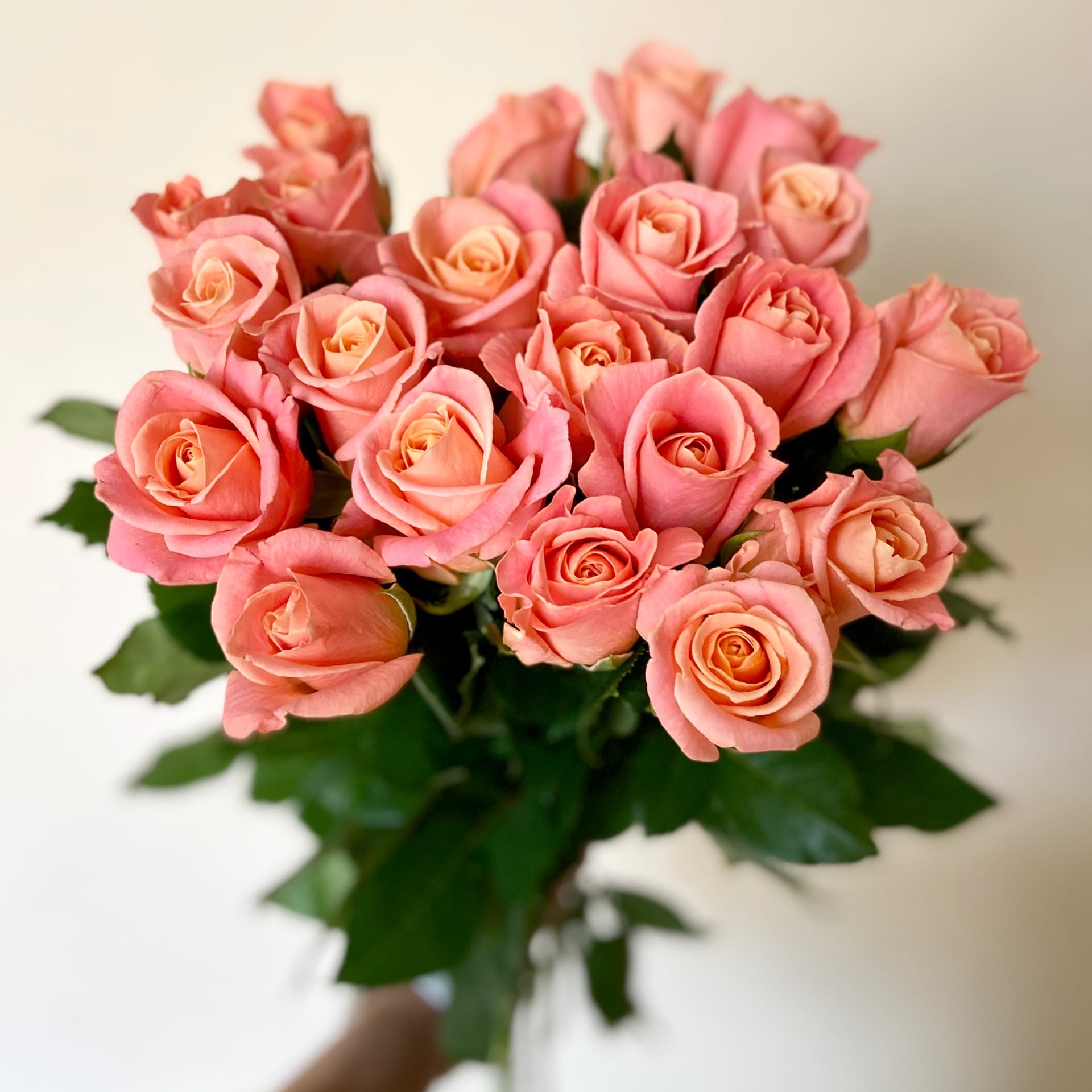 Букет из 21 розы Miss Piggi 70см - Доставка цветов Саратов. Сервис Delivery Flowers | 8 800 444-00-29