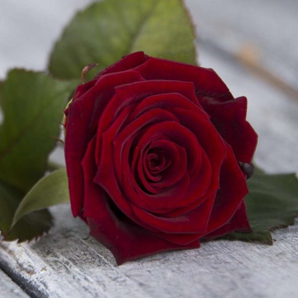 Розы Red Naomi 70 см. (Россия) - Доставка цветов Саратов. Сервис Delivery Flowers | 8 800 444-00-29