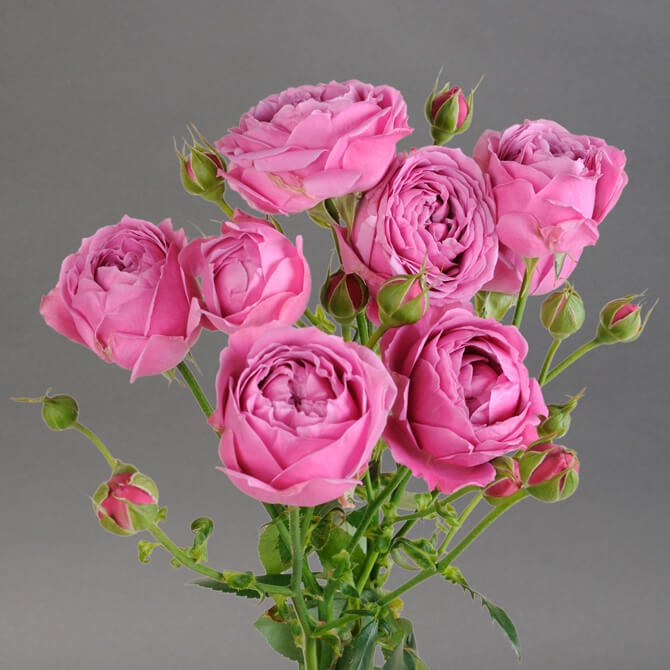 Кустовые розы Misty Bubbles 60 см. - Доставка цветов Саратов. Сервис Delivery Flowers | 8 800 444-00-29