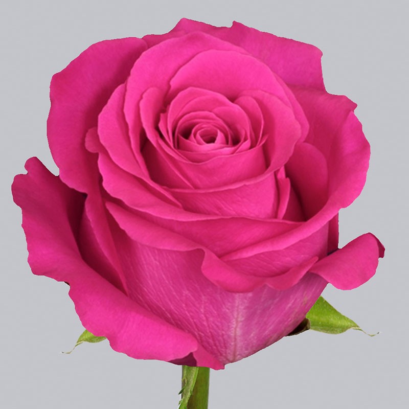 РозыPink Floyd 70-80 см. (Эквадор) - Доставка цветов Саратов. Сервис Delivery Flowers | 8 800 444-00-29