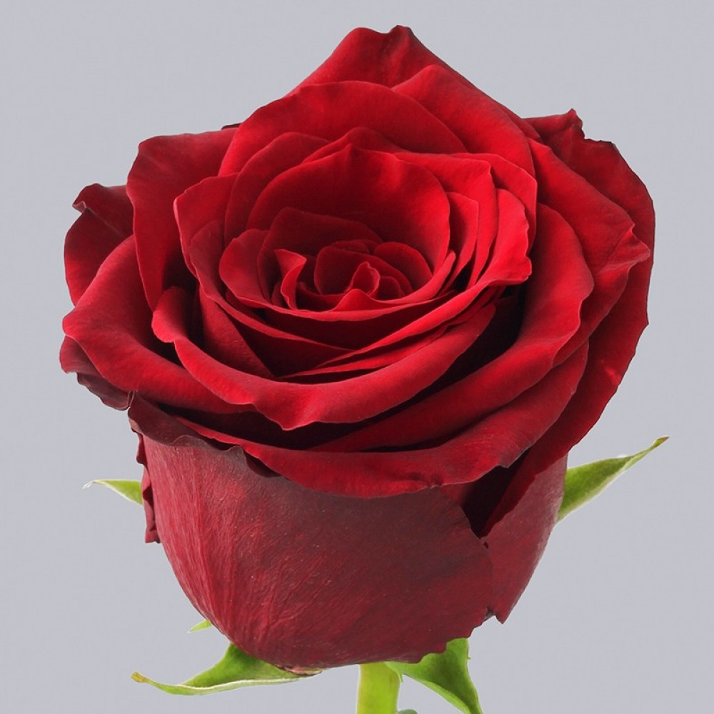 Розы Explorer 70-80 см. (Эквадор) - Доставка цветов Саратов. Сервис Delivery Flowers | 8 800 444-00-29
